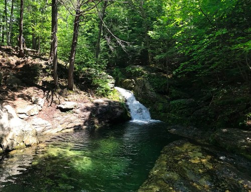 A serene forest scene featuring a small waterfall cascading into a clear pool surrounded by lush greenery.