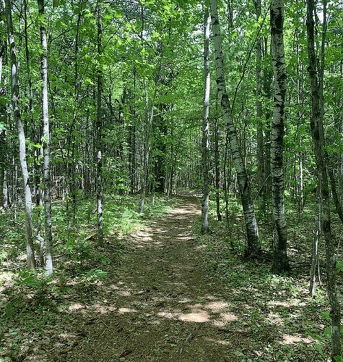 A narrow dirt path winding through a lush green forest with tall trees and dense foliage.