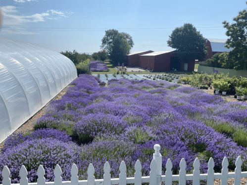 A vibrant lavender field in full bloom, with a greenhouse and barn in the background under a clear blue sky.