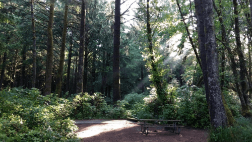 A serene forest scene with tall trees, dappled sunlight, and a picnic table surrounded by lush greenery.