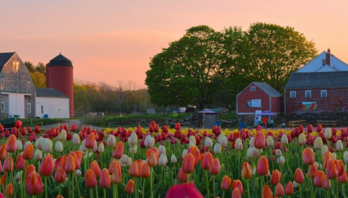 A vibrant field of tulips in bloom, with a farm and silo under a colorful sunset sky.