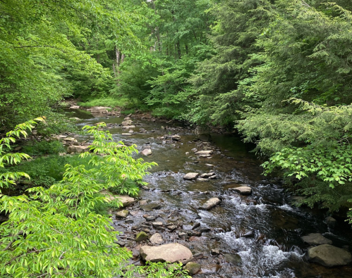 A serene stream flows through a lush green forest, surrounded by rocks and vibrant foliage.
