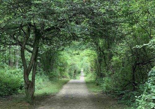 A serene dirt path winding through a lush, green forest with trees arching overhead.