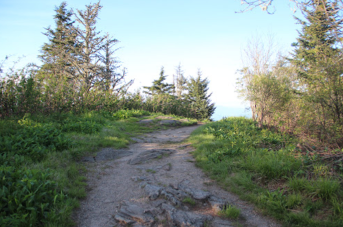 A rocky path leads through lush greenery towards a distant view of the ocean under a clear blue sky.