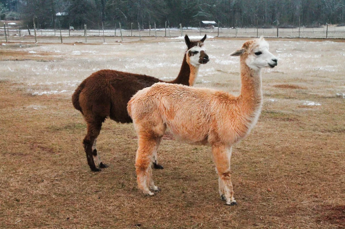 Two llamas stand in a grassy field, one brown and one light tan, with a blurred background of trees and a fence.