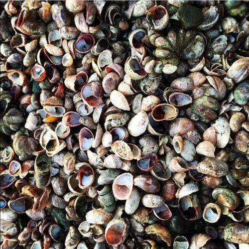 A close-up of a variety of colorful seashells scattered on a surface.