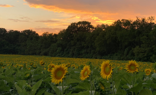 A field of sunflowers under a colorful sunset, with trees lining the horizon.