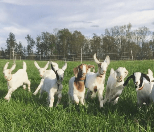 A group of playful goats running through a grassy field under a blue sky.