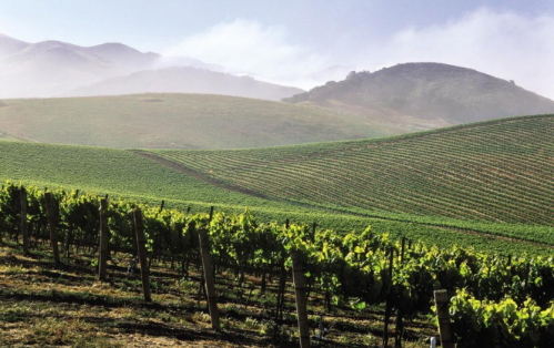 Lush green vineyards stretch across rolling hills under a misty sky, creating a serene landscape.