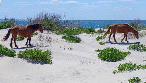 Two horses walk through sandy dunes with sparse greenery, set against a backdrop of the ocean and blue sky.
