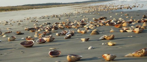 A sandy beach scattered with various seashells, with gentle waves in the background and a distant shoreline.