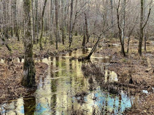A serene forest scene with a winding stream reflecting trees and a muted landscape in early spring.