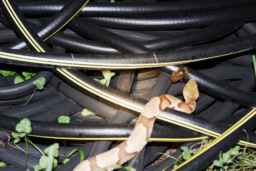 A snake slithers among tangled black hoses, with green plants peeking through the gaps.