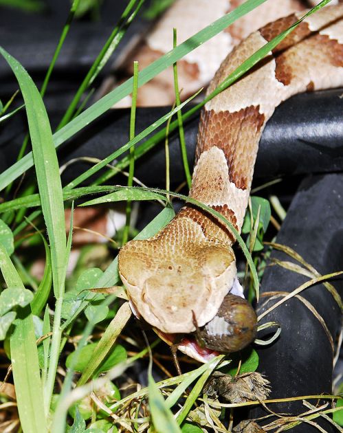 A snake with a patterned body is partially hidden in grass, capturing its prey with its mouth open.