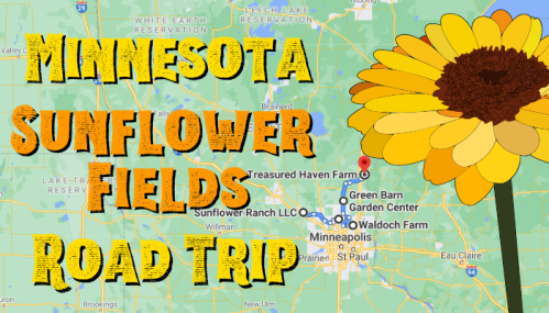 Map of Minnesota highlighting sunflower fields with a large sunflower graphic and text: "Minnesota Sunflower Fields Road Trip."