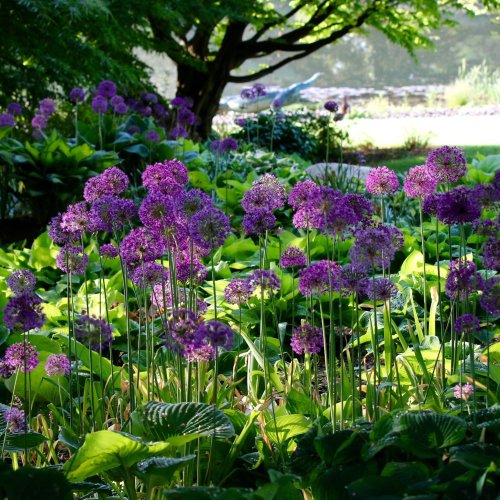 A vibrant garden filled with tall purple flowers surrounded by lush green foliage and dappled sunlight.
