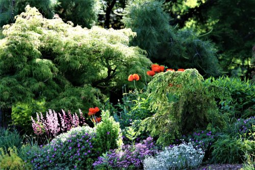 Lush garden scene featuring vibrant orange poppies, green foliage, and colorful flowers in sunlight.