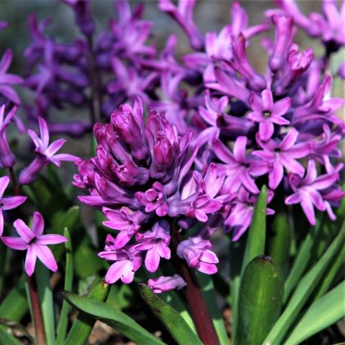 A close-up of vibrant purple hyacinth flowers blooming among green leaves.