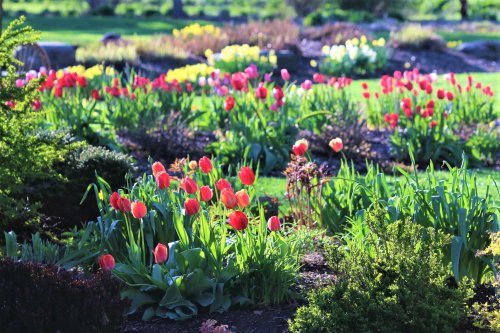 A vibrant garden filled with blooming tulips and colorful flowers, surrounded by lush green foliage.