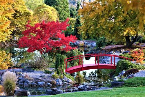 A serene garden scene featuring a red bridge over a pond, surrounded by vibrant autumn foliage and lush greenery.