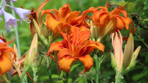Vibrant orange daylilies bloom among green foliage, with some buds yet to open.