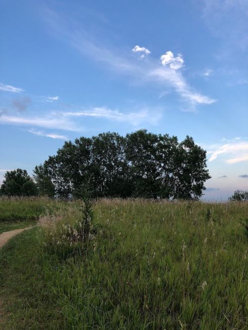 A grassy field with a winding path leading to a cluster of trees under a blue sky with scattered clouds.
