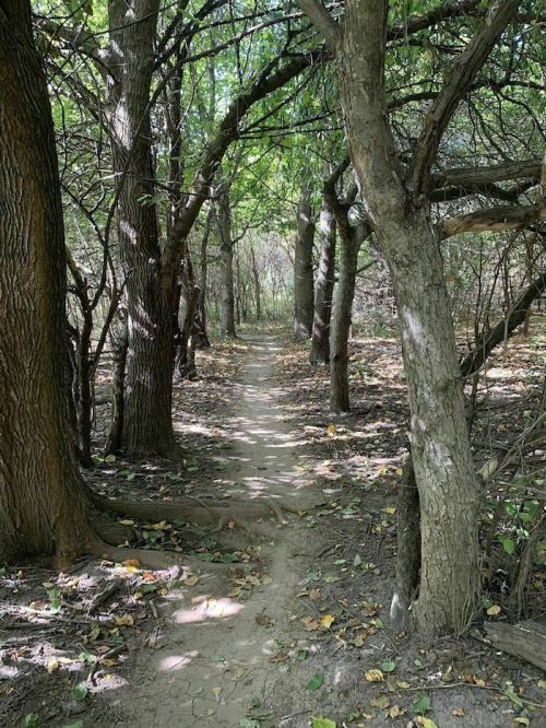 A narrow dirt path winding through a dense forest with tall trees and scattered leaves on the ground.