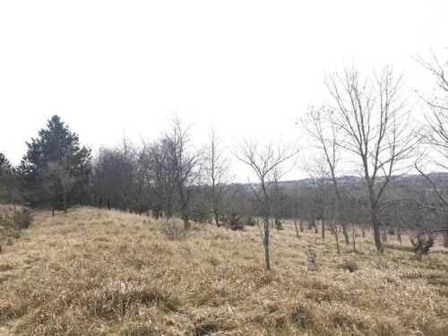 A sparse landscape with bare trees and tall grass under a cloudy sky.