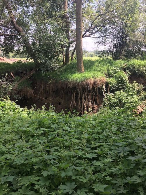 A lush green landscape featuring a tree with exposed roots on a grassy bank, surrounded by dense foliage.
