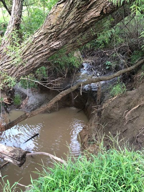 A small, muddy creek flows through a wooded area, with overhanging branches and grassy banks.