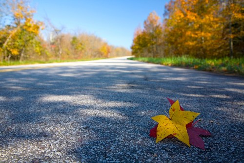 A close-up of colorful autumn leaves on a quiet, sunlit road surrounded by trees with fall foliage.