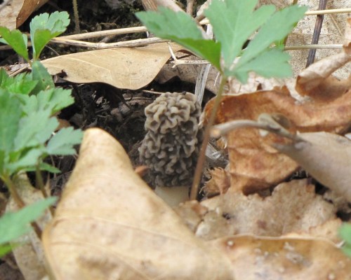 A morel mushroom emerging from the ground, surrounded by dried leaves and small green plants.