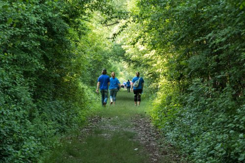 A group of people in blue shirts walking along a lush, green forest trail surrounded by dense foliage.