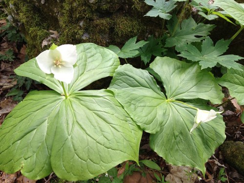 Two large green leaves with a white flower in the center, surrounded by other green foliage on the forest floor.