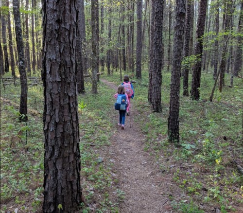 Two children walking on a dirt path through a lush green forest, surrounded by tall trees.