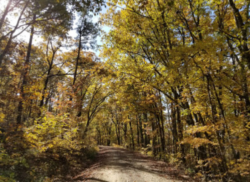 A dirt path winds through a forest of vibrant autumn trees with golden and orange leaves under a bright blue sky.