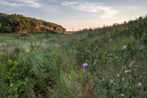 A serene landscape featuring wildflowers and tall grasses, with rolling hills and a soft sky in the background.