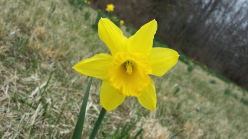 A bright yellow daffodil blooms in a grassy field, surrounded by blurred greenery in the background.