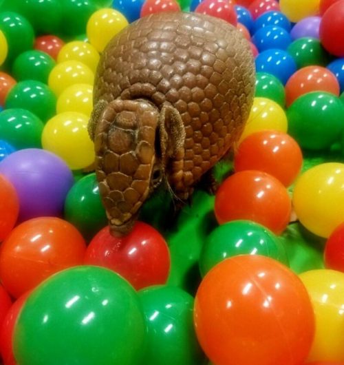 An armadillo exploring a colorful ball pit filled with red, green, yellow, and blue plastic balls.