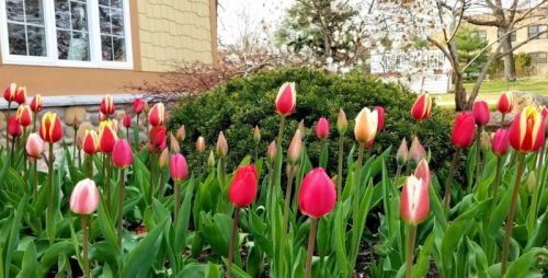 A vibrant garden filled with blooming red, pink, and white tulips in front of a house and greenery.