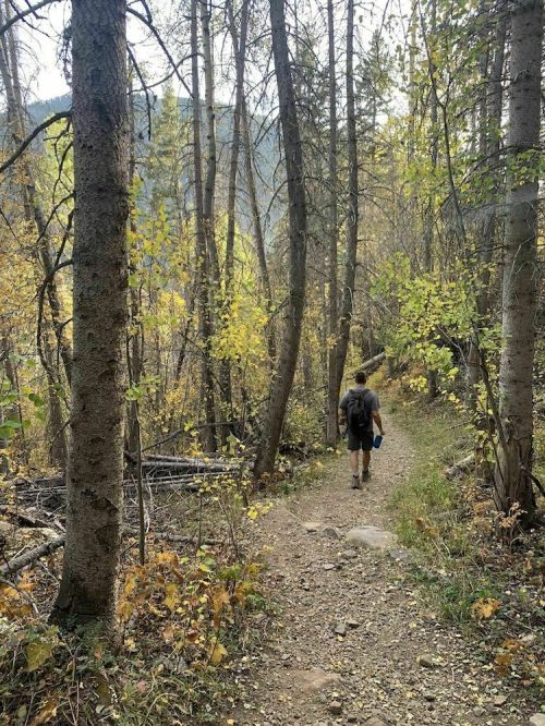 A person walks along a narrow trail surrounded by trees with autumn leaves in a serene forest setting.