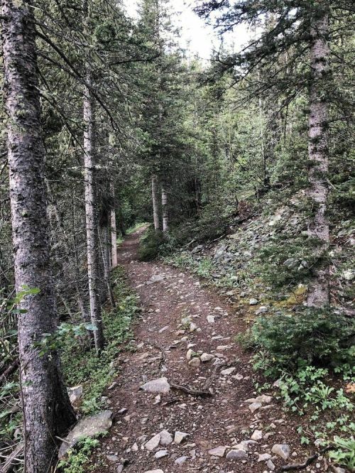 A narrow dirt path winds through a dense forest of tall trees and rocky terrain.