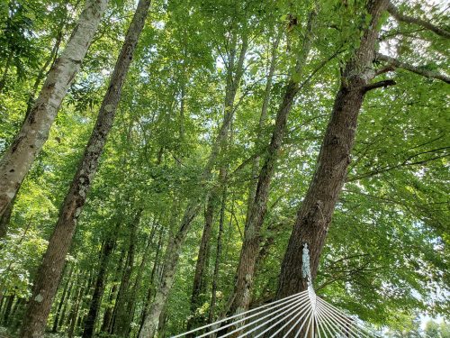 A view of tall trees with lush green leaves, seen from a hammock. Sunlight filters through the branches.