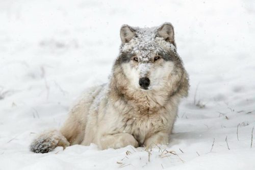 A wolf sits in the snow, its fur dusted with snowflakes, surrounded by a winter landscape.