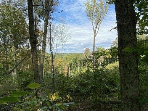 A serene forest scene with tall trees, green foliage, and a view of distant hills under a partly cloudy sky.