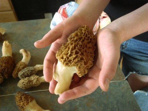 A person holds a large morel mushroom in their hands, surrounded by more mushrooms on a table.