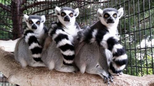 Three ring-tailed lemurs sit on a branch, facing the camera with wide eyes and distinctive black-and-white striped tails.