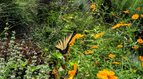 A yellow and black butterfly perched on a green plant among vibrant orange flowers in a lush garden.