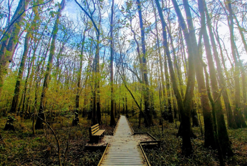 A wooden boardwalk winds through a lush forest with tall trees and a bench, under a bright blue sky.
