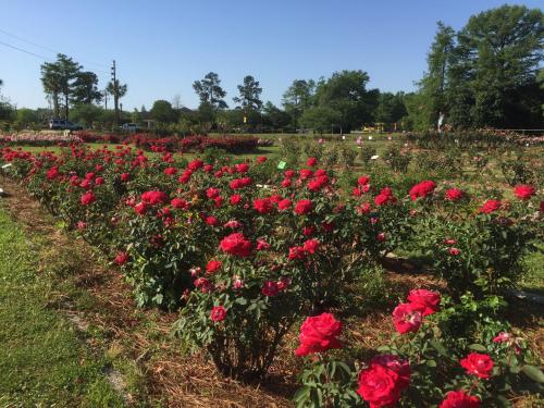 A vibrant field of red roses under a clear blue sky, surrounded by greenery and trees.
